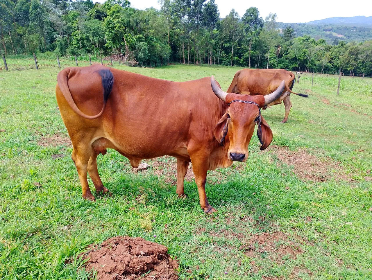 Vendo vacas prenhas