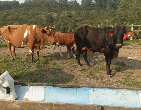 Vendo Lote de gado