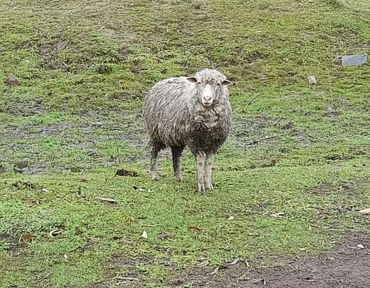 Vendo ovelhas