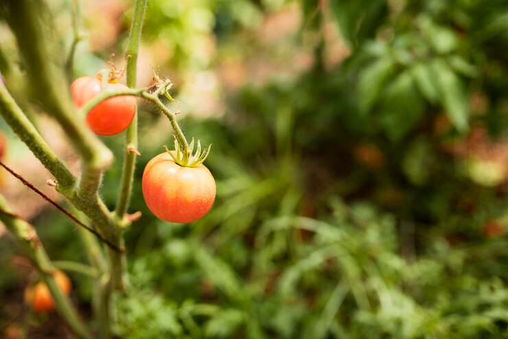 Afinal, tomate é fruta ou não?